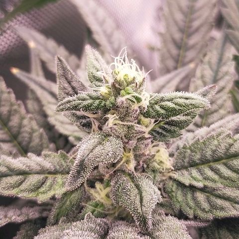 Trichome Orchards growlog photo: Day 37?