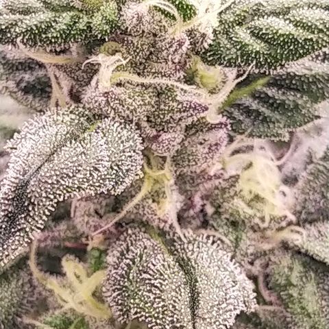 Trichome Orchards growlog photo: Day 37?