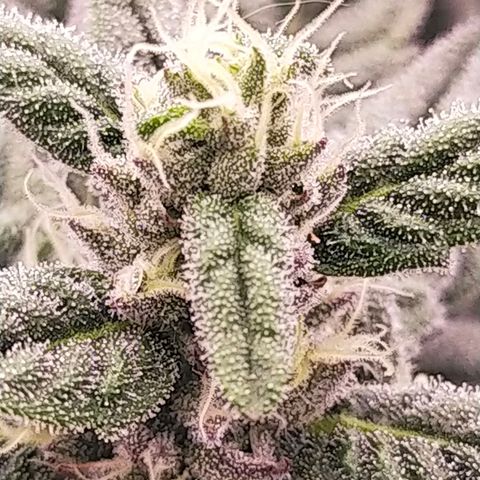 Trichome Orchards growlog photo: Day 37?