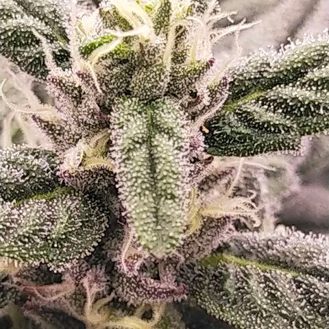 Trichome Orchards growlog photo: Day 37?