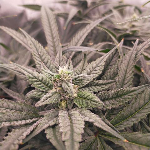 Trichome Orchards growlog photo: Day 37?