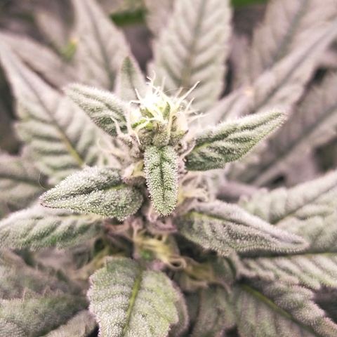 Trichome Orchards growlog photo: Day 37?