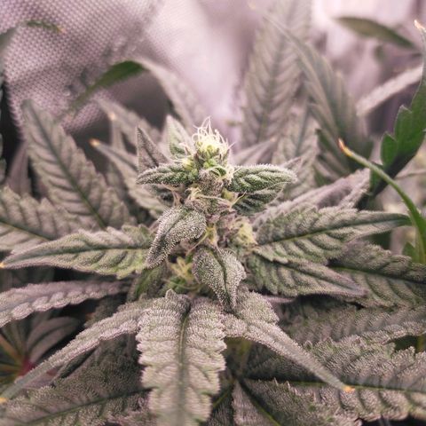 Trichome Orchards growlog photo: Day 37?