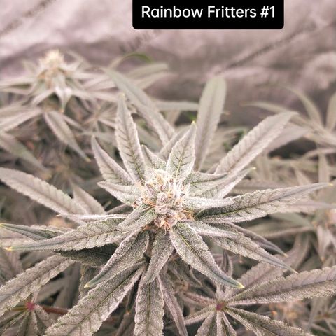 Trichome Orchards growlog photo: Day 37?