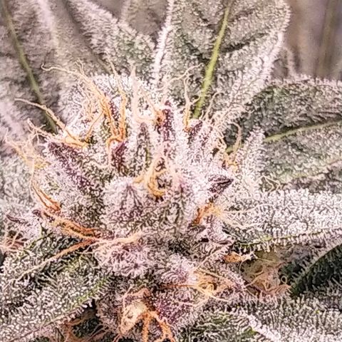 Trichome Orchards growlog photo: Day 37?