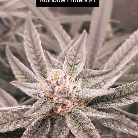 Trichome Orchards growlog photo: Day 37?