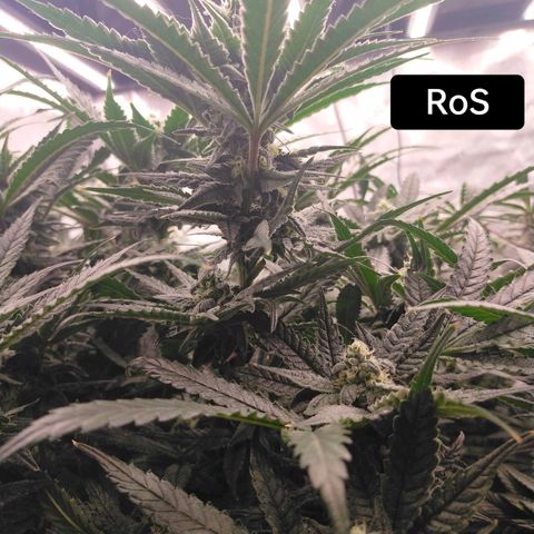 Trichome Orchards growlog photo: Day 37?