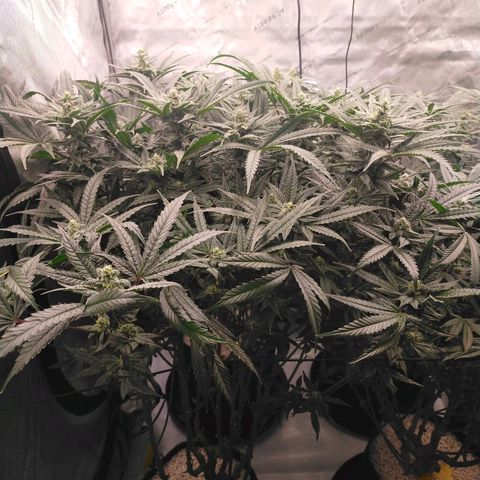 Trichome Orchards growlog photo: Day 37?