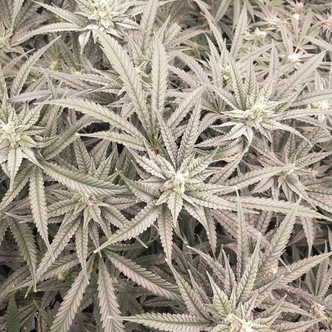 Trichome Orchards growlog photo: Day 37?