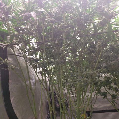 Trichome Orchards growlog photo: Day 37?