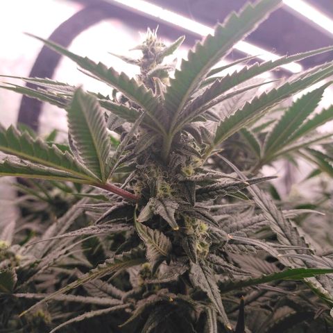 Trichome Orchards growlog photo: Day 37?