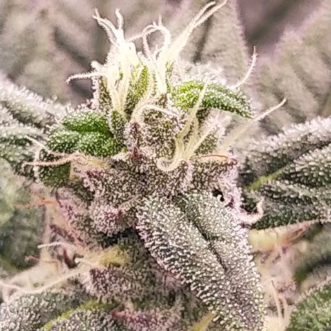 Trichome Orchards growlog photo: Day 37?