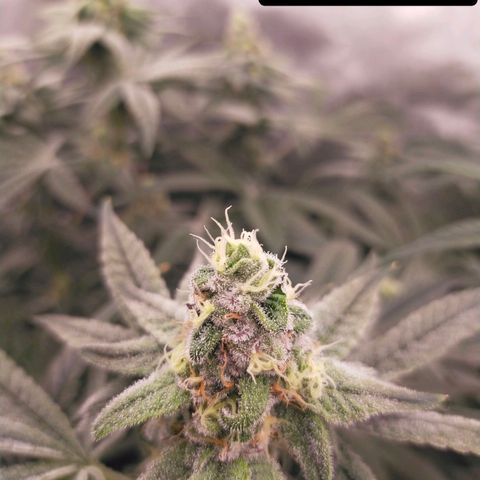 Trichome Orchards growlog photo: Day 37?
