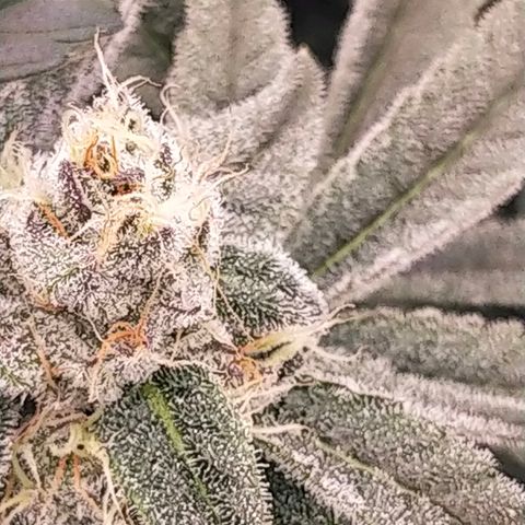 Trichome Orchards growlog photo: Day 37?