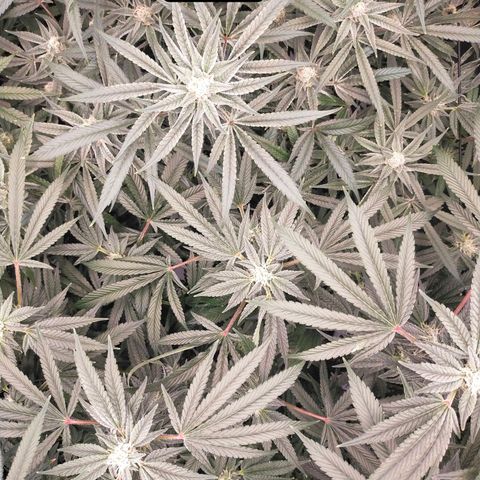 Trichome Orchards growlog photo: Day 37?