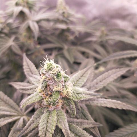 Trichome Orchards growlog photo: Day 37?