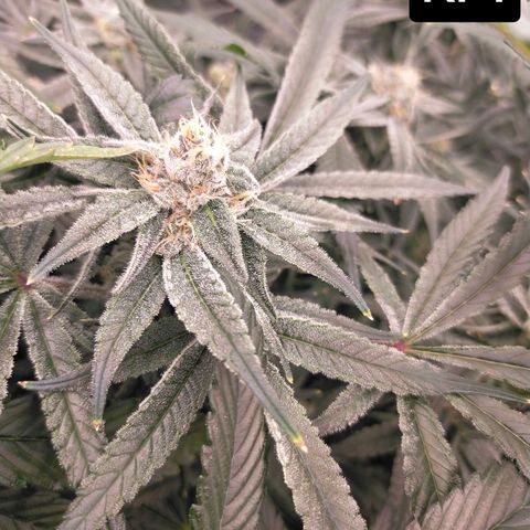 Trichome Orchards growlog photo: Day 37?