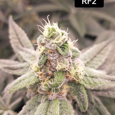 Trichome Orchards growlog photo: Day 37?
