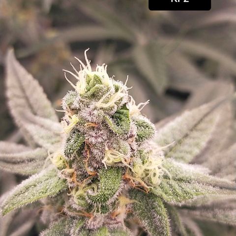 Trichome Orchards growlog photo: Day 37?