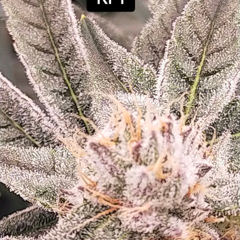 Trichome Orchards growlog photo: Day 37?