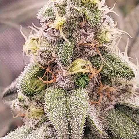 Trichome Orchards growlog photo: Day 37?