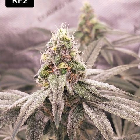 Trichome Orchards growlog photo: Day 37?