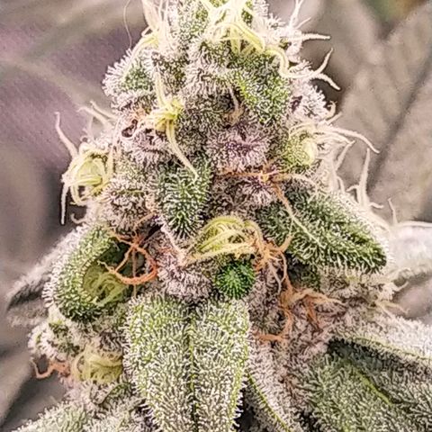 Trichome Orchards growlog photo: Day 37?