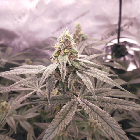 Trichome Orchards growlog photo: Day 37?