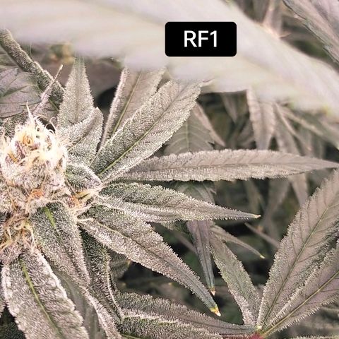 Trichome Orchards growlog photo: Day 37?