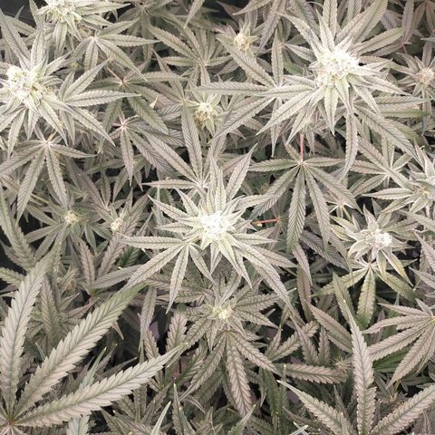 Trichome Orchards growlog photo: Day 37?