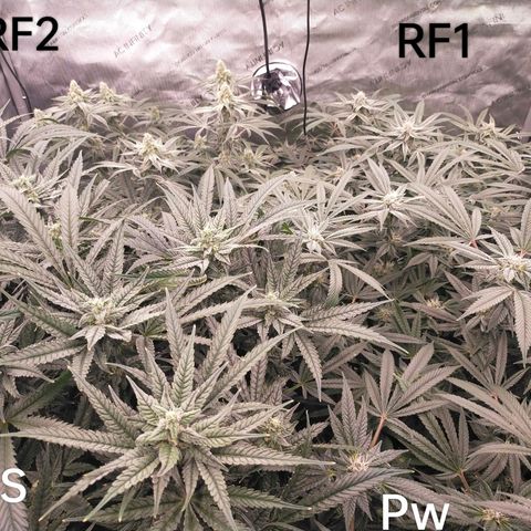 Trichome Orchards growlog photo: Day 37?