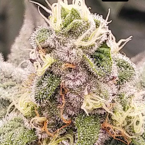 Trichome Orchards growlog photo: Day 37?