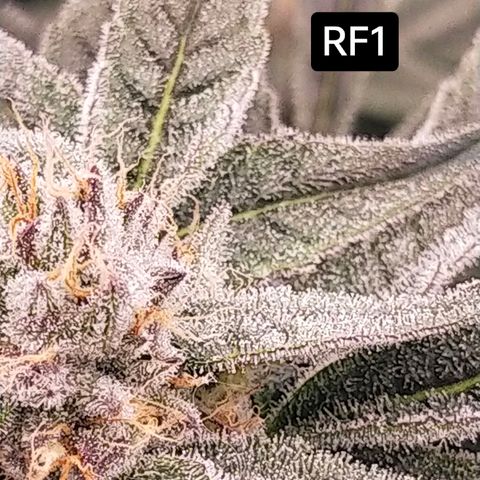 Trichome Orchards growlog photo: Day 37?