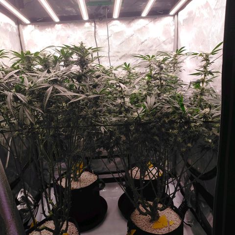 Trichome Orchards growlog timeline photo