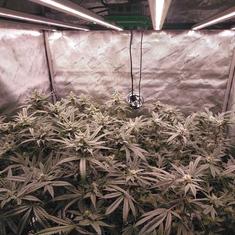 Trichome Orchards growlog timeline photo