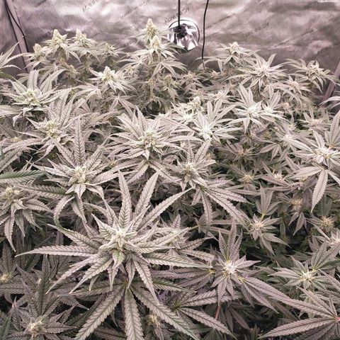 Trichome Orchards growlog timeline photo