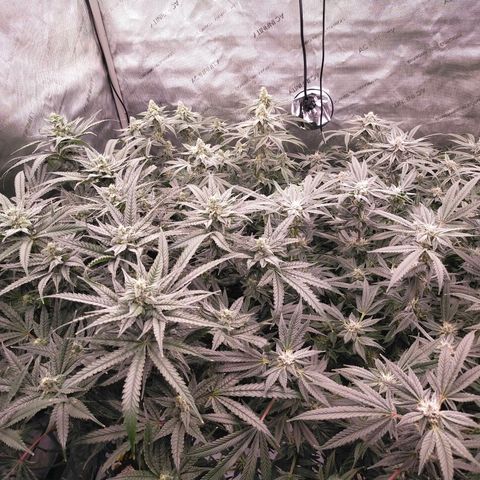 Trichome Orchards growlog timeline photo