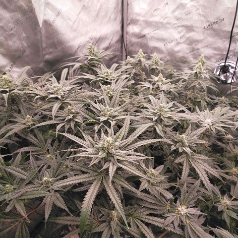 Trichome Orchards growlog timeline photo