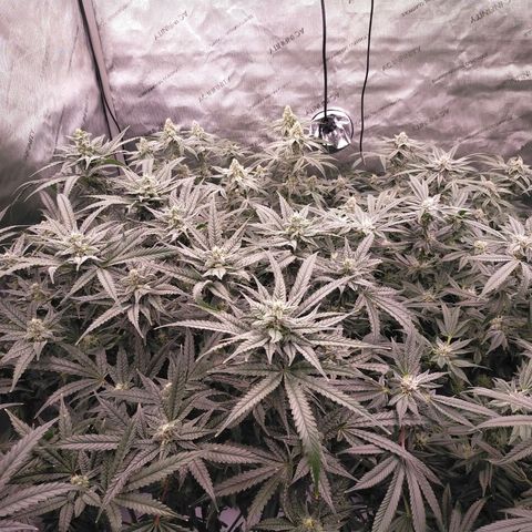 Trichome Orchards growlog timeline photo