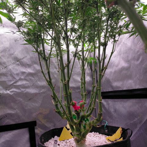 Trichome Orchards growlog timeline photo