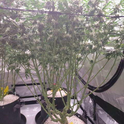 Trichome Orchards growlog timeline photo