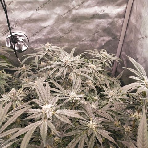 Trichome Orchards growlog timeline photo