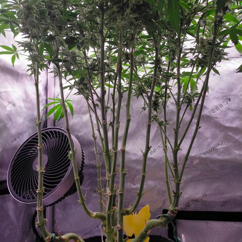 Trichome Orchards growlog timeline photo
