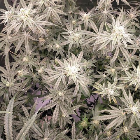 Trichome Orchards growlog timeline photo