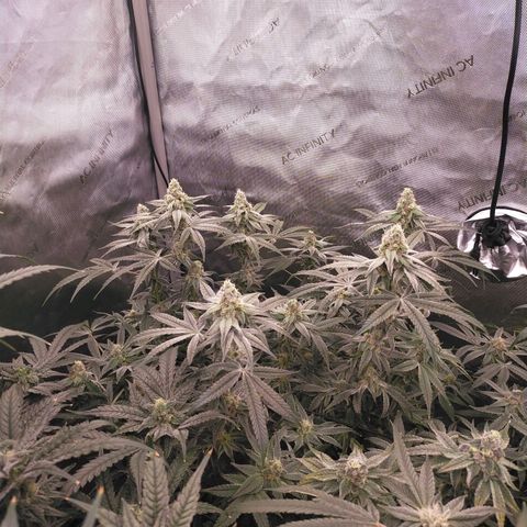 Trichome Orchards growlog timeline photo
