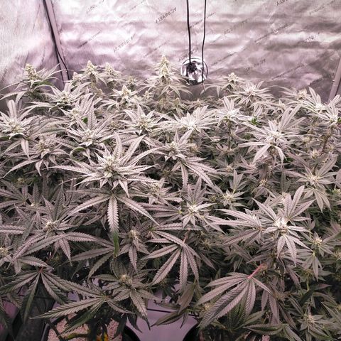 Trichome Orchards growlog timeline photo