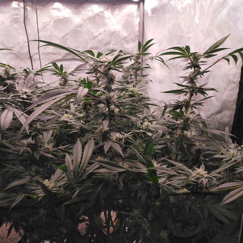 Trichome Orchards growlog timeline photo