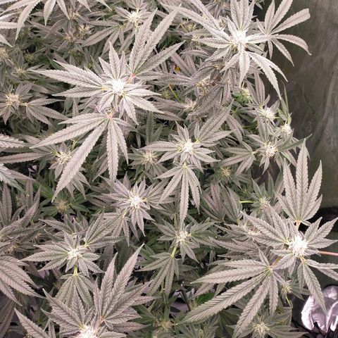 Trichome Orchards growlog timeline photo