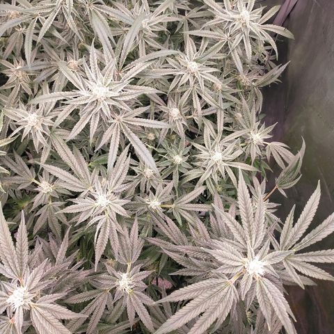 Trichome Orchards growlog timeline photo