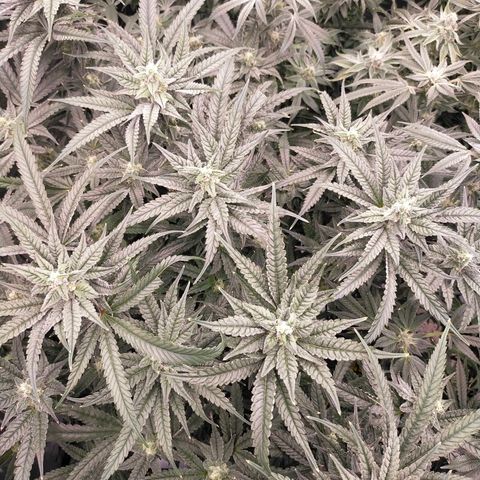 Trichome Orchards growlog timeline photo